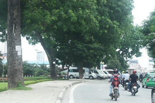Làm đường, sao cứ phải chặt cây?