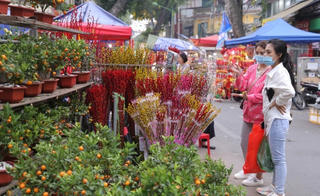 Bộ Y tế và WHO khuyến cáo người dân đón Tết an toàn