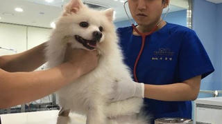 285.000 thú cưng tại Seoul được gắn chíp để phòng ngừa bị lạc