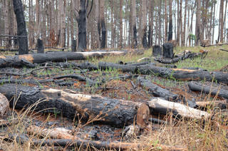 Tan hoang rừng thông cảnh quan