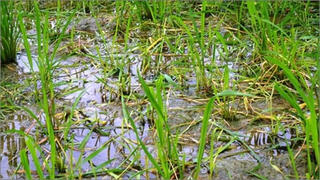 Quảng Ngãi: Nhiều diện tích lúa Đông Xuân bị chuột cắn phá