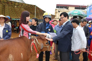 MTTQ huyện Quốc Oai trao tặng bò cho hộ nghèo