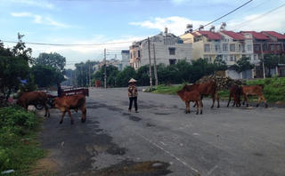 Chăn bò giữa phố