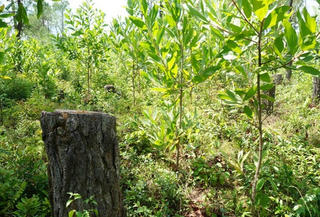 Tan nát rừng thông Caribe