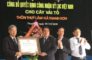 Công bố Kỷ lục Việt Nam 'Cây vải thiều lâu năm nhất'