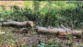Rừng bị chặt phá: Trách nhiệm thuộc về ai?
