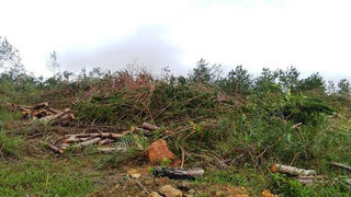 Mua bán tràn lan đất rừng phòng hộ