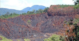 Kỷ luật khiển trách 3 cán bộ liên quan vụ cháy rừng tại Kon Tum