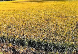 Giăng bẫy chuột, hai vợ chồng bị điện giật thương vong