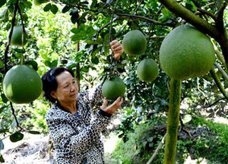 ĐBSCL: Nhà vườn tất bật  thu hoạch trái cây