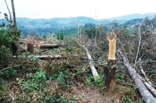Đắk Glong (Đắk Nông) phê bình Hạt trưởng Hạt Kiểm lâm và Chủ tịch xã để mất rừng