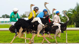 Đà điểu: Loài chim châu Phi sống theo lối bầy đàn nhỏ