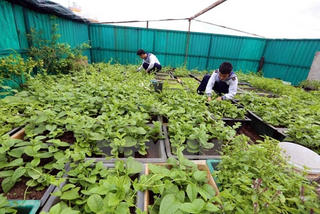 Khánh thành thêm những ‘Vườn rau Trường Sa’