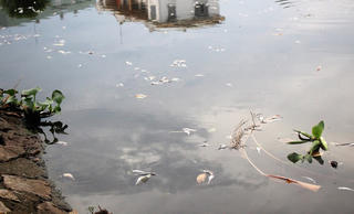 Cá chết bốc mùi hôi thối ở hồ điều hòa gần trường học