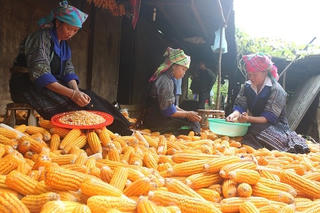 Giảm nghèo vùng Tây Bắc: Giảm chính sách cho không