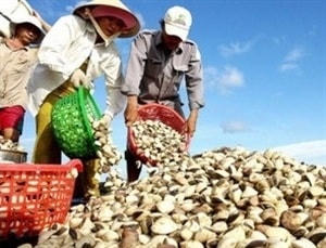 Người nuôi nghêu ở Trà Vinh thiệt hại kép