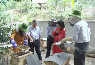 Thanh Hóa: Nuôi ong tự nhiên lấy mật