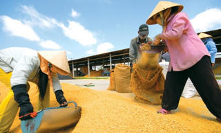 Vị thế cho gạo Việt