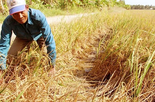 Xâm ngập mặn phải bị coi là thảm họa