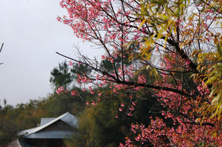 ‘Mắt lửa ngươi vàng’