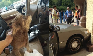Chú chó lái ô tô đâm thẳng vào siêu thị