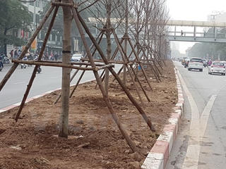 Hà Nội thí điểm trồng 100 cây phong lá đỏ tại ba tuyến phố