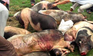 Thanh Hóa: Phát hiện ổ dịch lở mồm long móng