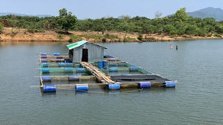 Hiệu quả mô hình thử nghiệm nuôi cá lồng trên sông Pô Kô