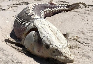 Xác quái vật từng sống thời tiền sử trôi dạt bờ biển Mỹ