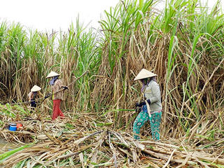 Giá mía đường tăng