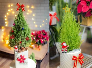 Mốt chơi 'cây thông' lạ mùa Noel năm nay, chủ shop thu tiền triệu mỗi ngày