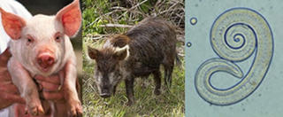 Bệnh giun xoắn dễ gây tử vong