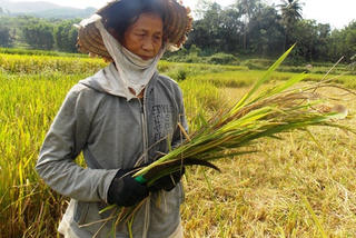 Nông dân đắng lòng gặt lúa không có thóc
