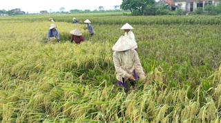 Tích tụ ruộng đất