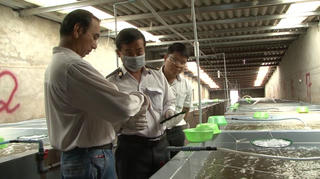 Những vấn đề trong sản xuất, cung ứng tôm giống