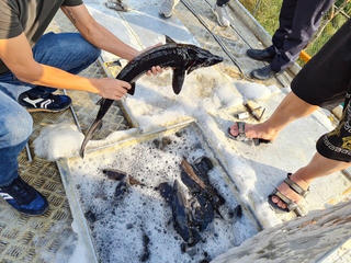 Cá tầm Trung Quốc ‘đội lốt’ cá tầm Việt tràn ngập thị trường: Do lỗ hổng  quản lý?