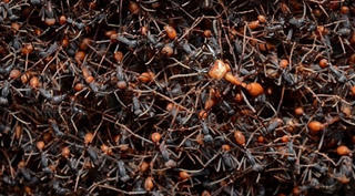 Những 'Sát thủ' tý hon