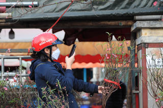 Vườn đào Nhật Tân: Trăm người bán, một người mua