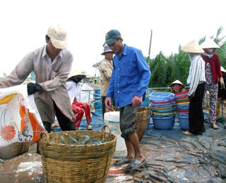 Tôm nước lợ đảo chiều tăng giá