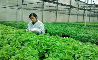 Thông tư hướng dẫn bảo hộ quyền đối với giống cây trồng