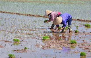 Trên 96% diện tích đã có nước gieo cấy