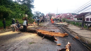 Cây khô đổ ra đường đè chết hai mẹ con