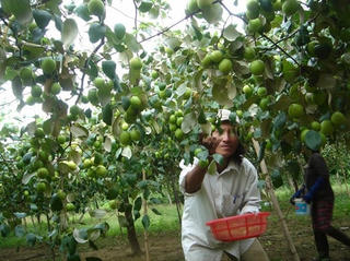 Giá táo rớt chỉ còn 1 nghìn đồng/kg