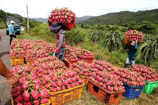 Nhiều mặt hàng nông sản chuẩn bị sang EU