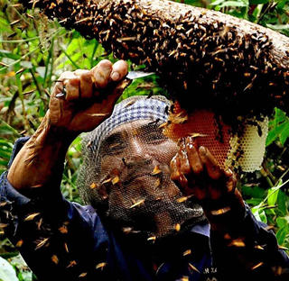 Mùa con ong đi lấy mật