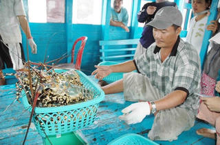 Gỡ khó cho con tôm hùm