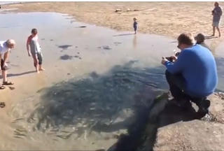 Đàn cá thu hàng trăm con kẹt trên bãi biển sau thủy triều