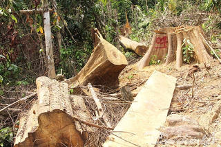 Rừng phòng hộ Sông Kôn lại bị phá