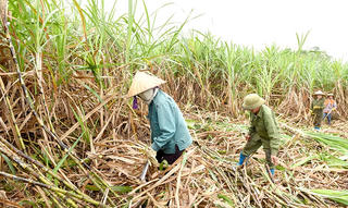 Tăng giá mía cho vụ sắp tới