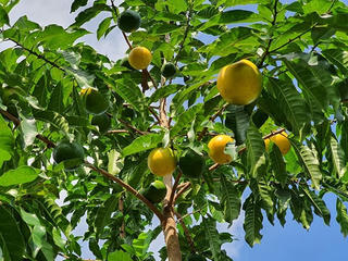 Đổi thay với cây vú sữa Hoàng kim